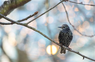 Starling in a tree in November