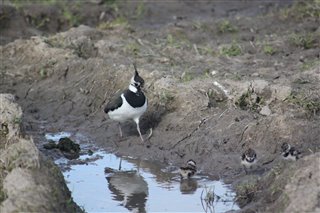 Lapwing with chicks
