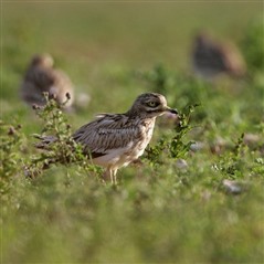 Stone Curlew - Image by Andy Hay 