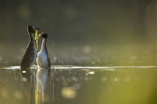 Great Crested Grebes  - Ben Andrew