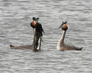 Great Crested Grebes, by Adam Moan