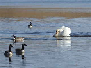 Mute Swan and Canade Geese, by Steve Westerberg