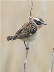 The colour ringed Whinchat, by Pete Appleton