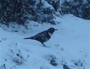 Ring Ouzel in the snow by Steve Westerberg