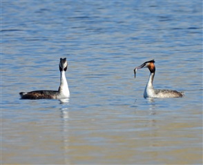 Great Crested Grebes, by Adam Moan