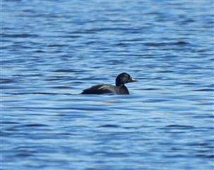 Common Scoter, by Adam Moan