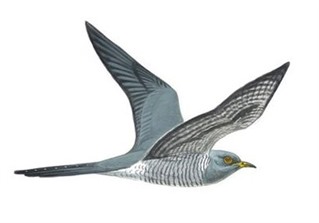  Male Cuckoo