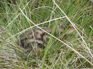 A Curlew chick hidden in grasses, by Steve Garnett