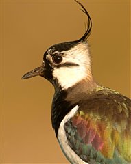 Lapwing by David Philips