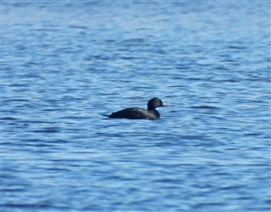 Common Scoter by Adam Moan