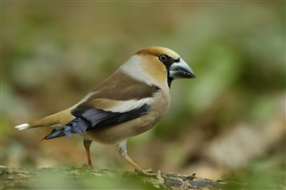 Hawfinch. Image by Andy Hay (rspb-images.com)