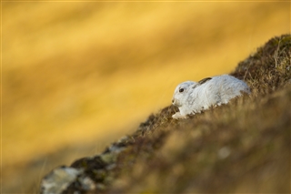 Mountain hare. Image by Ben Andrew (rspb-images.com)