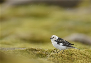 Snow bunting. Image by Ben Andrew (rspb-images.com)