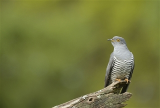 Cuckoo. Image by Ben Andre (rspb-images.com)