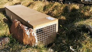 Trap box nestled in short grass