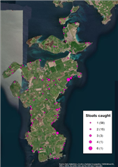 Map showing stoats caught in South Ronaldsay and the linked isles - many are coastal