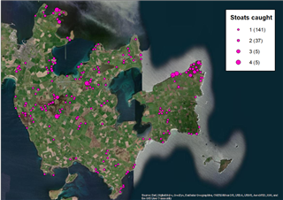 Map showing stoats caught in East Mainland including a high density at Mull Head