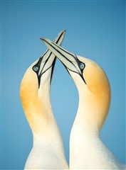 gannets sky-pointing, Ben Andrew, RSPB Images