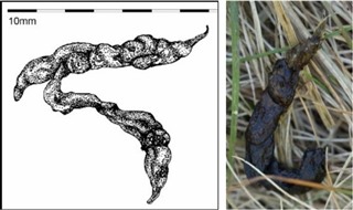 Tow pictures - an illustration of a stoat scat (poo) and a scat in the field