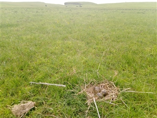 nest on grass with three eggs