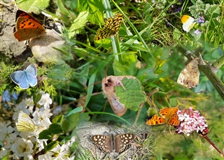just a selection of the moth and butterfly species spotted at hope farm last summer