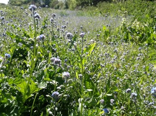 A cultivated area established for arable plants full of self-seeded flowering resources in May