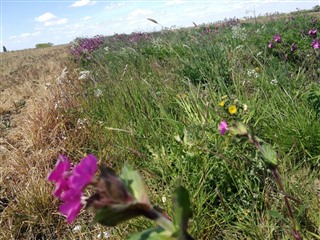 Wildflower corridor in the ASSIST project, building up the connectivity of pollinator areas throughout the field.