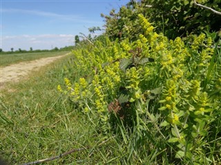 Crosswort at the bottom of a bramble hedgerow in May. 
