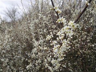 Blackthorn in flower in March after leaving uncut for two consecutive years – flower-buds form on older wood so annual trimming removes them and reduces flowering potential