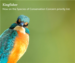 A kingfisher looks directly at the camera beneath the words "Kingfisher: now on the Species of Conservation Concern priority list'.