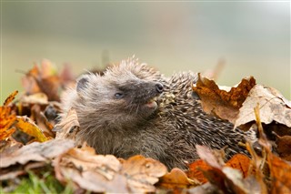 Hedgehog. Photo credit: Ben Hall (rspb-images.com)