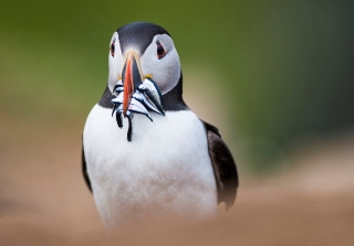 A puffin looks straight at the camera, its bill full of sandeels.