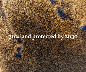  A birds-eye view of peatland habitat with the words "30% land protected by 203" written across it.