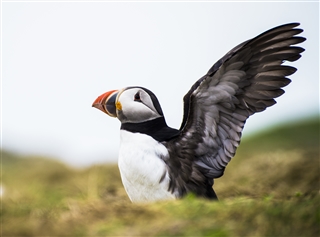 A puffin stretching its wings.