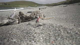A dead tern on the beach.