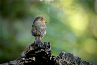 Robin singing sat on tree stump