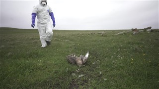 An RSPB staff member in full PPE approaching a dead bonxie on the grass.