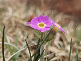 A Scottish Primrose with purpley pink petals and yellow centre.