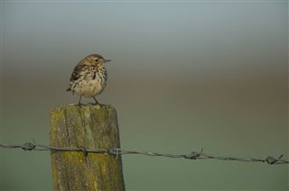 Meadow pipit adult perched on fence post by Ben Andrew