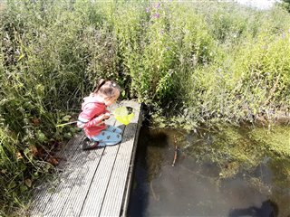 Rhona's daughter pond dipping with a yellow net.