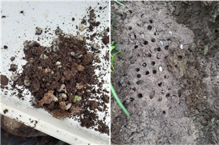 A pile of soil that has been tipped out to count the dung beetle larvae, and a cluster of small holes in the soil where the larvae have burrowed.