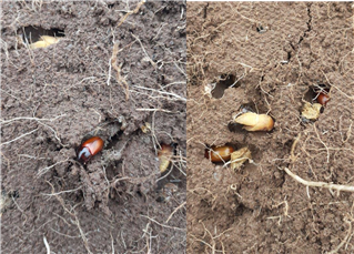 An adult dung beetles next to a pale pupal case in soil.