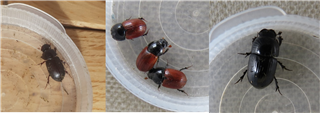 Three images of different species of dung beetles.