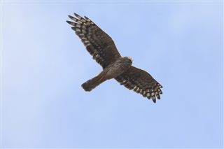 Hen harrier in flight against a blue sky