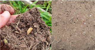 A hand holding a clump of soil with a pale dung beelte larvae in, and a patch of earth with many holes with larvae poking out of them.