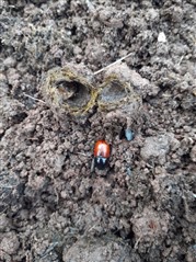 A dung beetle with a black head and red body on soil.