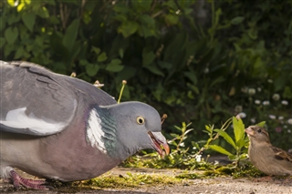 Wood pigeon feeding on seed scattered on a garden patio