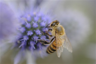 Honey bee pollinating a sea holly flower head
