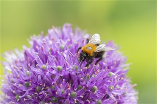 Tree bumblebee feeding on an allium flowerhead in a garden