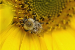 Common carder bumblebee pollinating a Sunflower